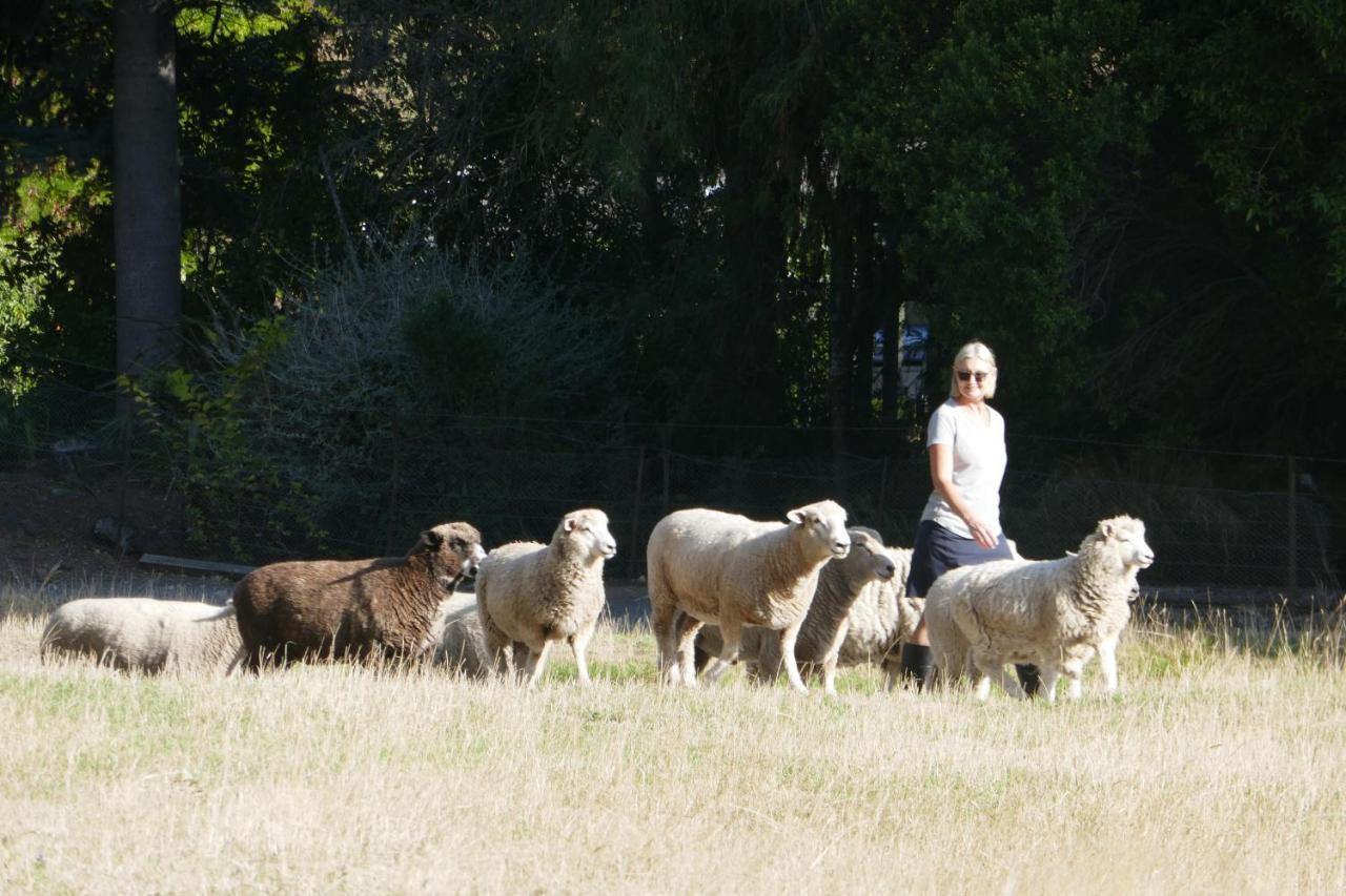 Karetu Downs Farm Stay Hawarden Extérieur photo
